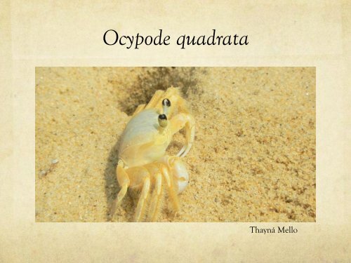 Caranguejos maria-farinha Ocypode quadrata (Crustacea ...