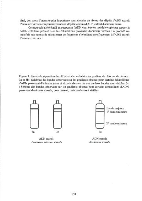 Contribution à l'étude de virus de mollusques marins apparentés ...