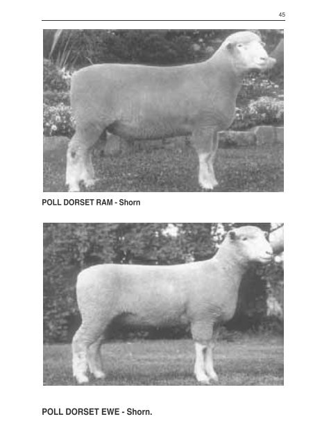 2007 flock register vol 53.pdf - Australian Poll Dorset Association Inc