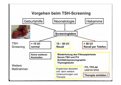 Fetale Entwicklung der Schilddrüse, 11.400 Kb