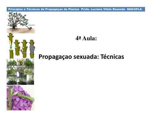 Propagaçao sexuada: Técnicas