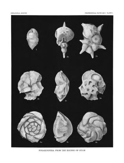 Smaller Foraminifera From Guam - USGS