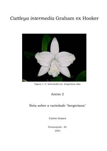 Cattleya intermedia – Nota sobre a variedade bergeriana