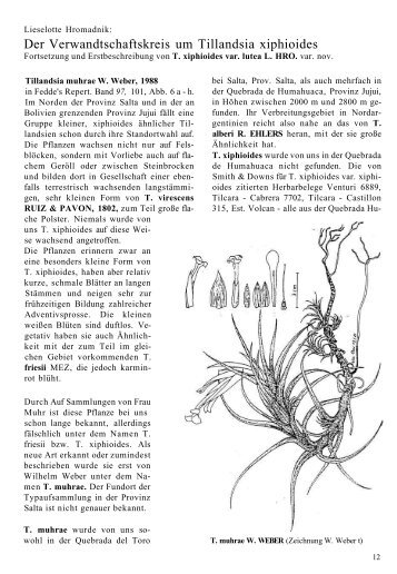 Tillandsia xiphioides var. lutea