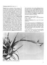 Tillandsia muhrii RAUH spec.nov. 1) Planta breviter caulescens ...