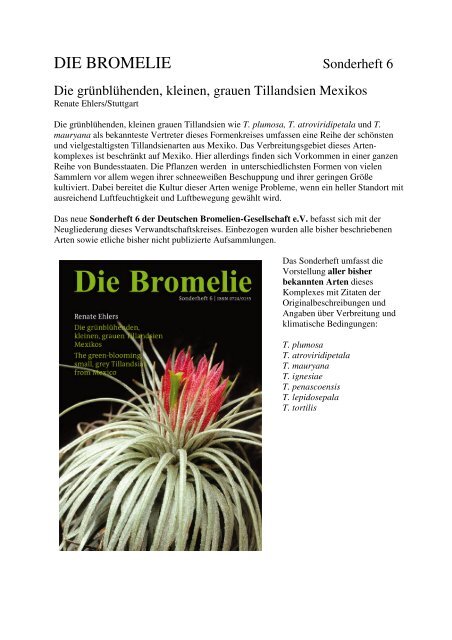 drachenbaum cintho Drachenbaum - Dracaena Cintho - 160 cm