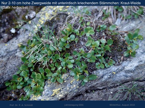 Salix - Deutsche Dendrologische Gesellschaft