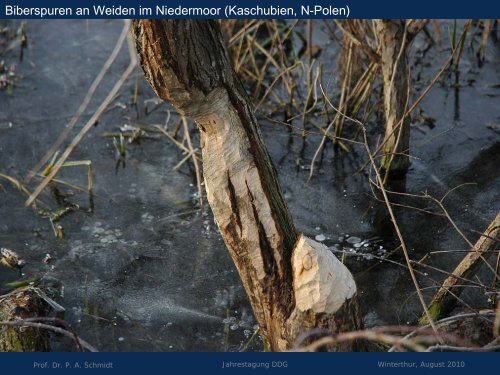 Salix - Deutsche Dendrologische Gesellschaft