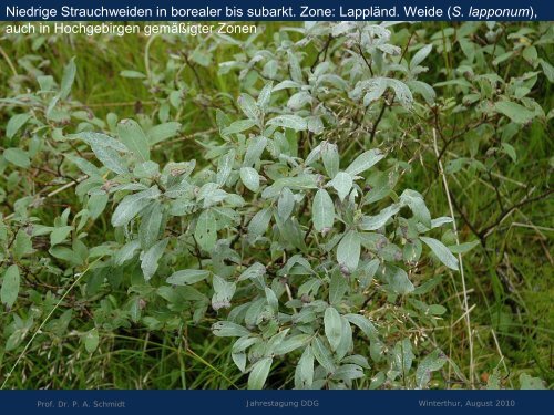 Salix - Deutsche Dendrologische Gesellschaft