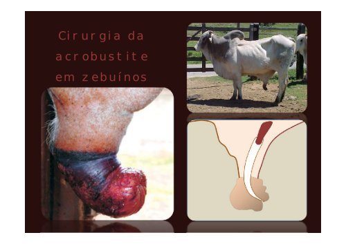 Cirurgia da acrobustite em zebuínos - Cirurgia Veterinária - UFBA