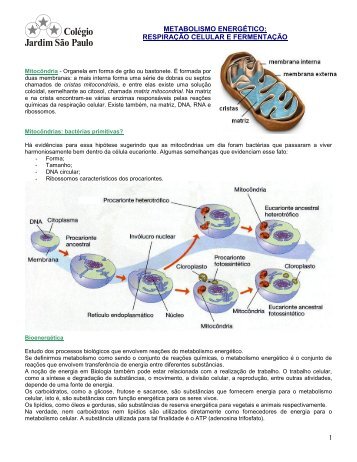 Mitocôndrias e Respiração Celular - Colégio Jardim São Paulo
