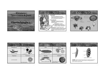 Estrutura e nomenclatura de frutos