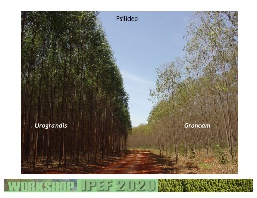 Madeira para Produção de Carvão e Biomassa (Formato PDF ... - Ipef