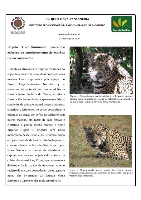 Boletim informativo Projeto Onça Pantaneira_11.pdf - Pró-Carnívoros