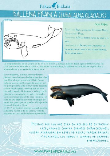 BALLENA FRANCA (EUBALAENA GLACIALIS) - Pakea Bizkaia