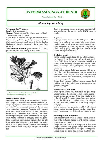 Shorea Leprosula