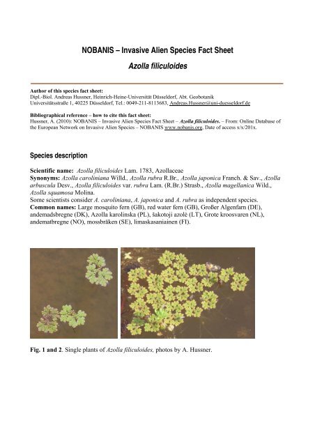 Azolla filiculoides - NOBANIS