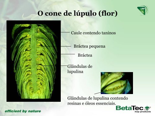 ''Aplicações de Derivados de Lúpulo Para Controle de ... - Gemea