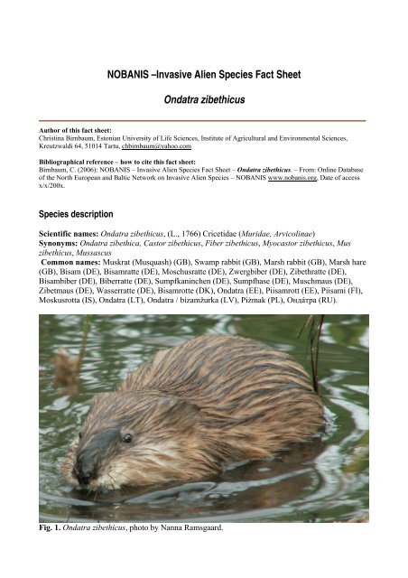 Ondatra zibethicus - NOBANIS