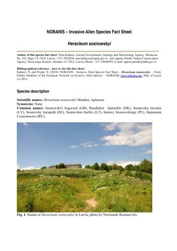 NOBANIS – Invasive Alien Species Fact Sheet Heracleum sosnowskyi