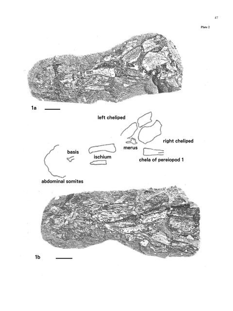 A review of the decapod crustaceans from the Tertiary of the Isle of ...