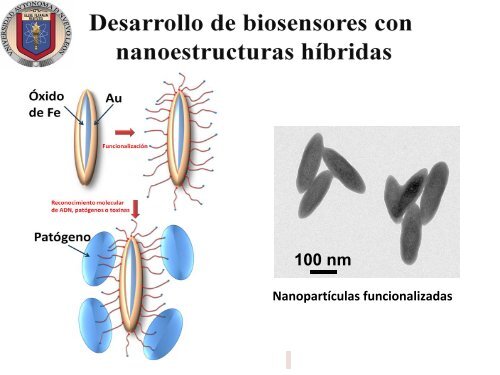 OXANA KHARISSOVA (UANL) - Red de Nanociencias y ...