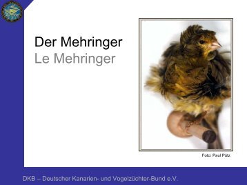 Mehringer - Deutscher Kanarien