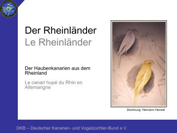 Der Rheinländer Le Rheinländer - Deutscher Kanarien