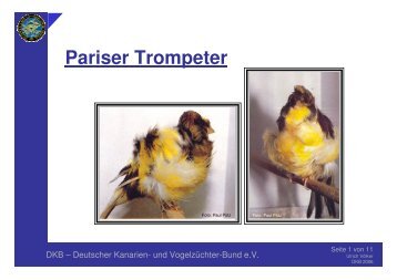 Pariser Trompeter - Deutscher Kanarien