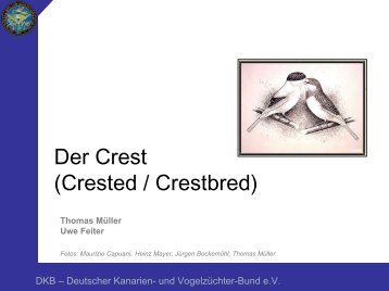 Crested / Crestbred - Deutscher Kanarien