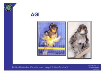 AGI - Deutscher Kanarien