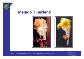 Melado TinerfeÃ±o - De Topvogels Maastricht