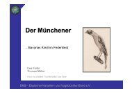 Der Münchener - Deutscher Kanarien