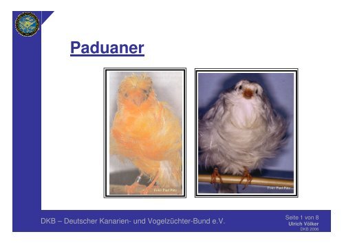 Paduaner - Deutscher Kanarien