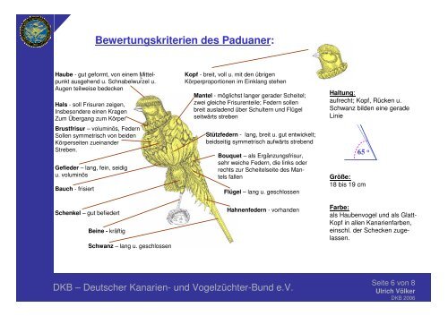 Paduaner - Deutscher Kanarien
