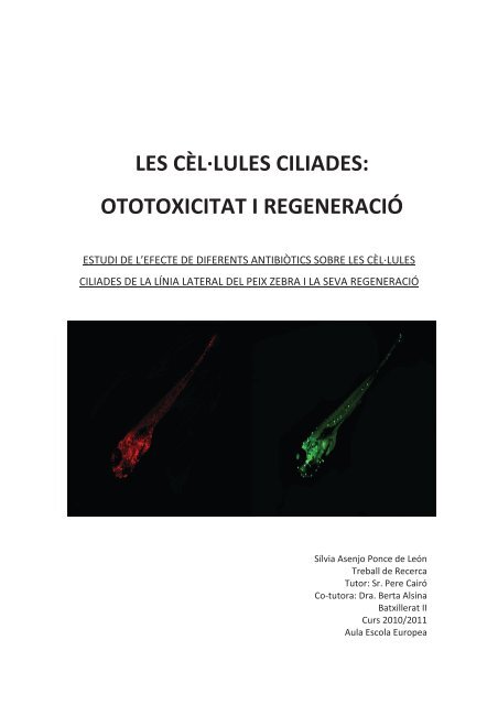 Les cèl·lules ciliades ototoxicitat i regeneració - Silvia Asenjo - Aula