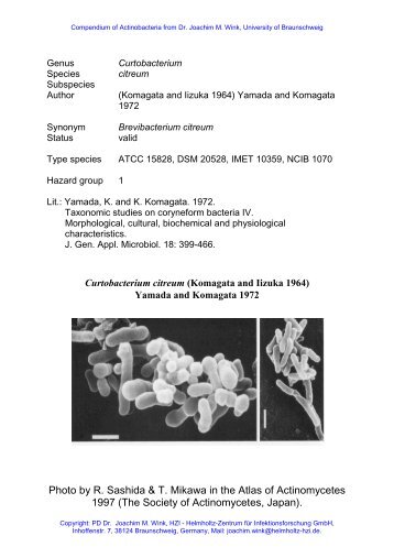 Photo by R. Sashida & T. Mikawa in the Atlas of Actinomycetes 1997 ...