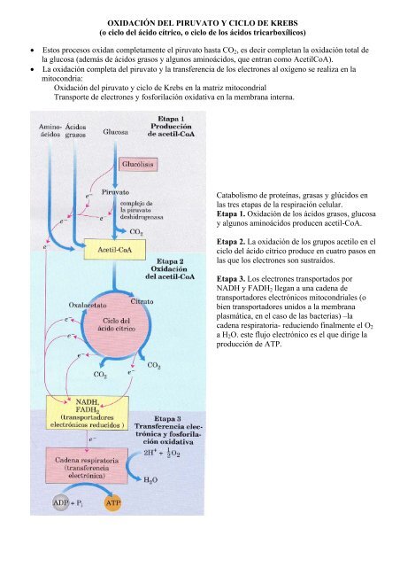 OXIDACIÓN DEL PIRUVATO Y CICLO DE KREBS (o ciclo del ácido ...