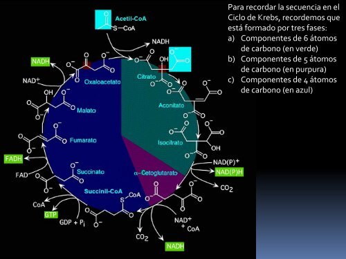 CICLO DE KREBS