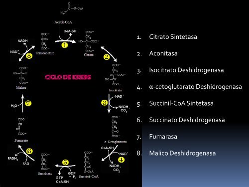 CICLO DE KREBS