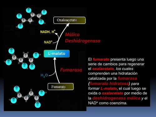 CICLO DE KREBS