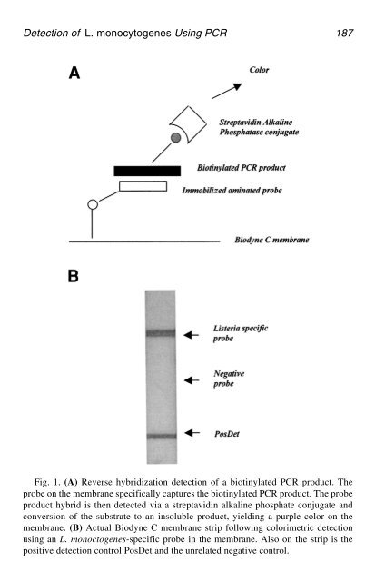 PCR Detection of Microbial Pathogens PCR Detection of Microbial ...