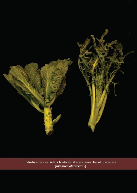 la col brotonera (Brassica oleracea L.) - Fundació Miquel Agustí