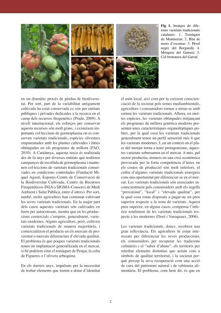 la col brotonera (Brassica oleracea L.) - Fundació Miquel Agustí