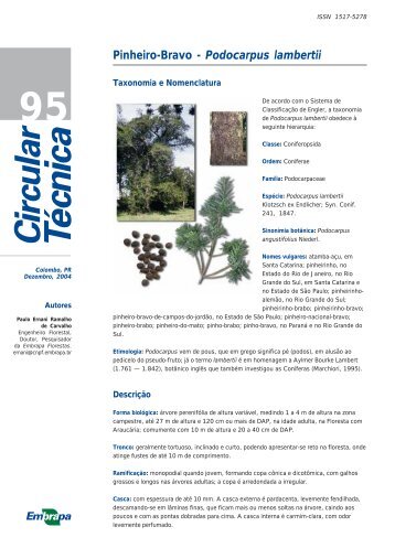 Pinheiro-Bravo - Podocarpus lambertii - Embrapa Florestas