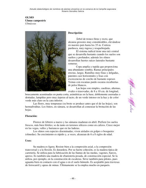 Estudio dialectológico de nombres de plantas silvestres en la ...