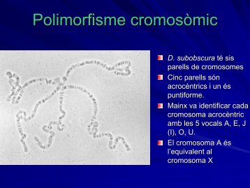 Polimorfisme cromosòmic