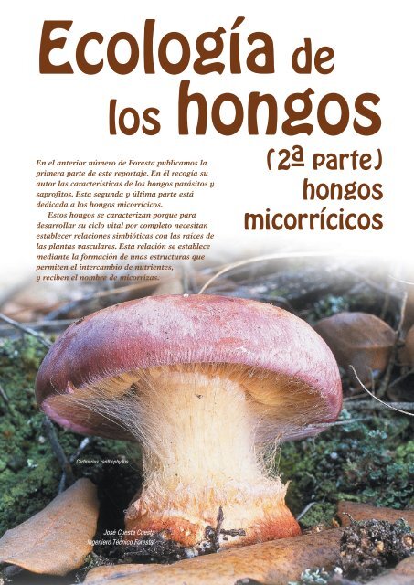 ECOLOGÍA DE LOS HONGOS (2ª Parte)