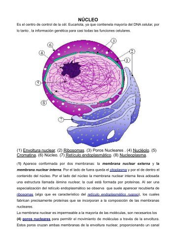 Núcleo célula eucariota