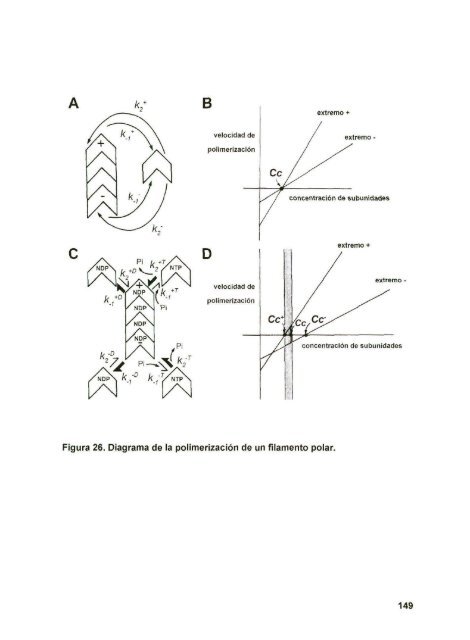 DIAZ_CESAR_1167D.pdf